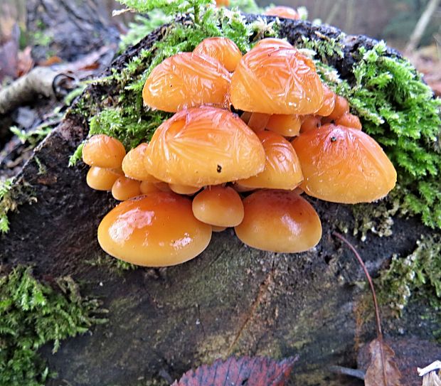 plamienka Flammulina sp.