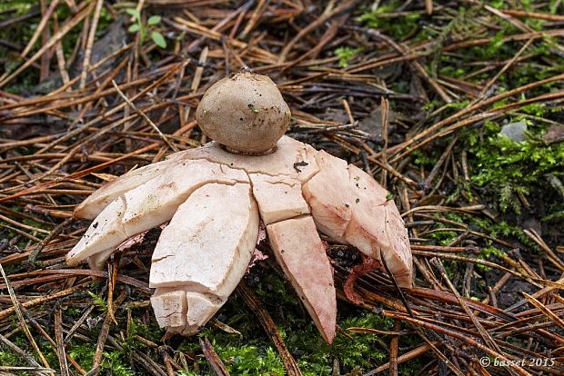 hviezdovka červenkastá Geastrum rufescens Pers.