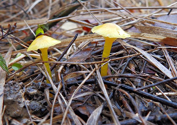 lúčnica vosková Hygrocybe ceracea (Wulfen) P. Kumm.