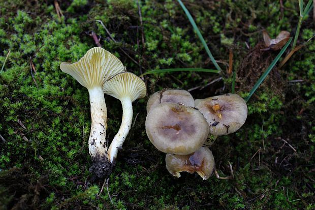 šťavnačka mrazová Hygrophorus hypothejus (Fr.) Fr.