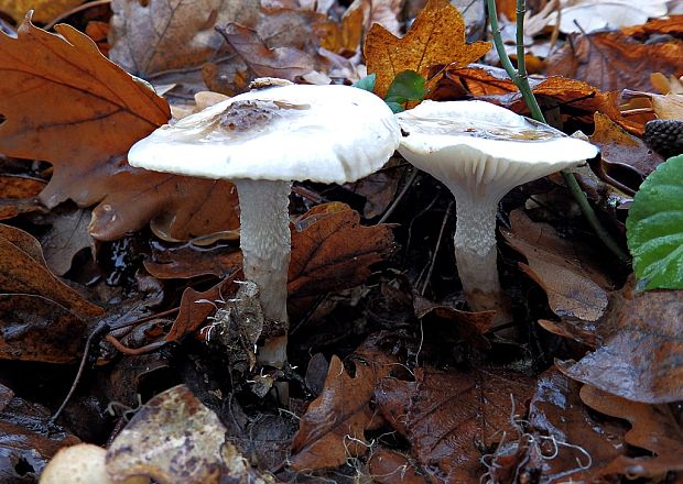 šťavnačka dubová Hygrophorus penarioides Jacobsson & E. Larss.