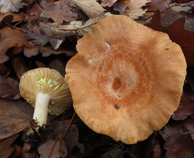 rýdzik žltomliečny Lactarius chrysorrheus Fr.