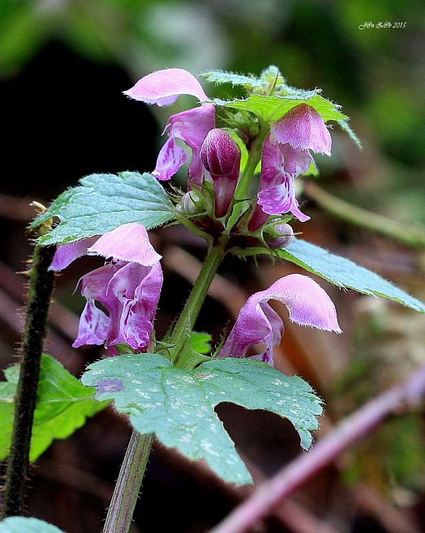 hluchavka škvrnitá Lamium maculatum L.