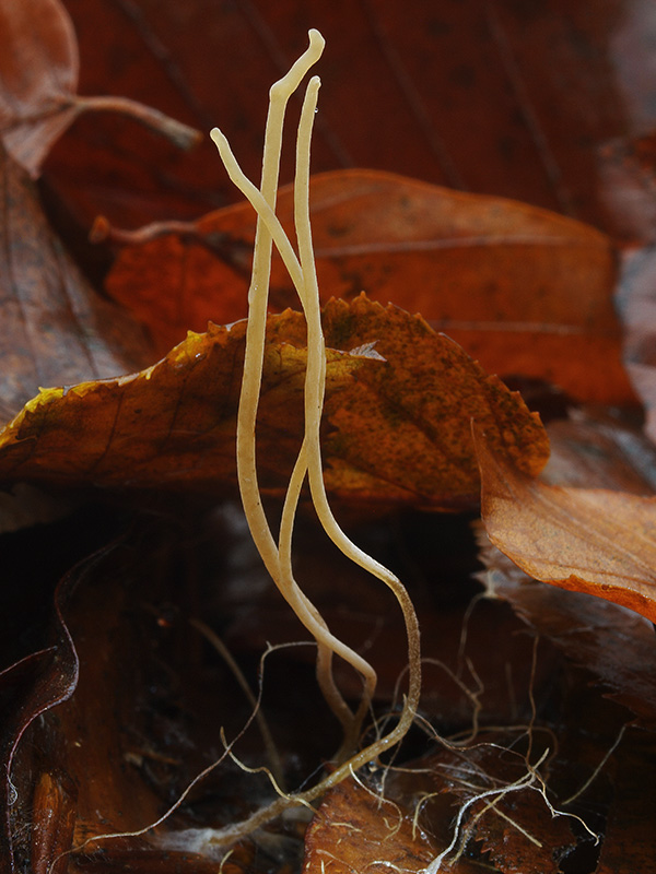 kyjovka tenká Macrotyphula juncea (Alb. & Schwein.) Berthier