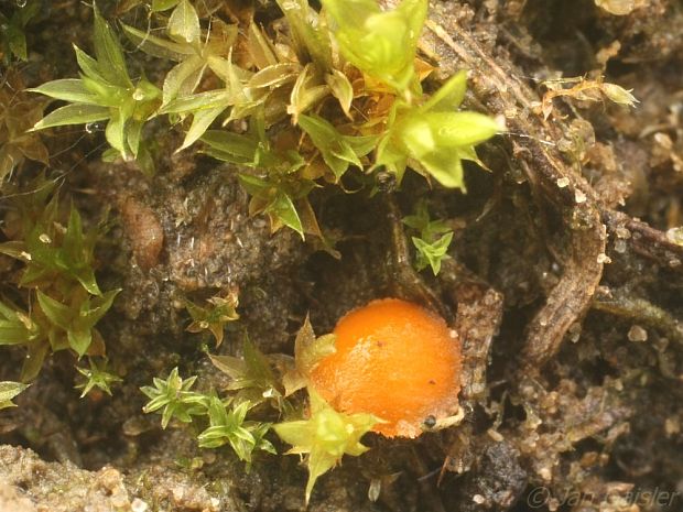 kvapka žltkavá štvorvýtrusná Octospora axillaris var. tetraspora