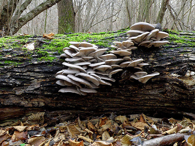 hliva ustricovitá Pleurotus ostreatus (Jacq.) P. Kumm.