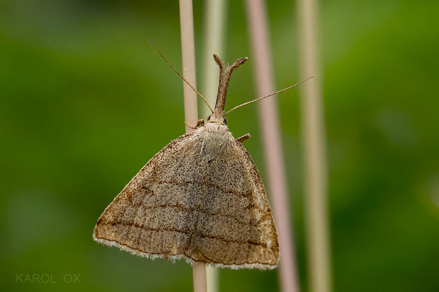 pamora hmatadlová Polypogon tentacularia