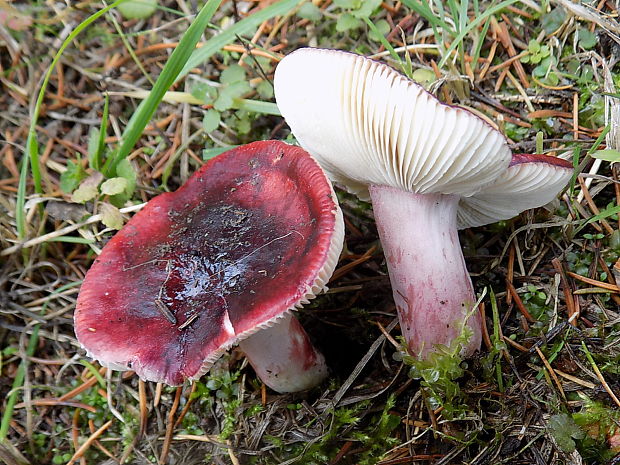 plávka Quéletova Russula queletii Fr.