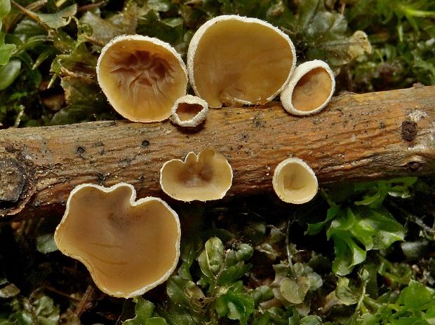 škľabka plstnatá Schizophyllum amplum (Lév.) Nakasone