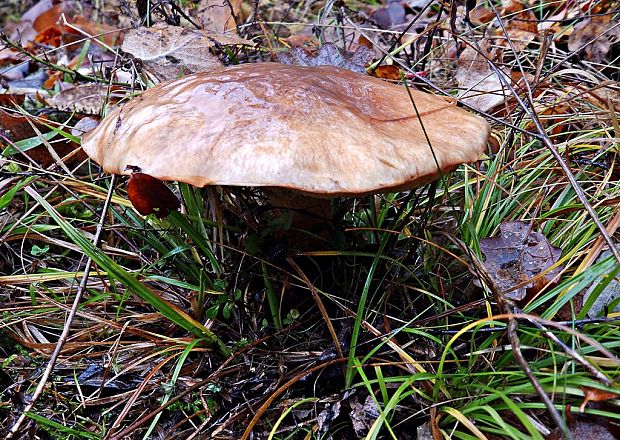 masliak lepkavý Suillus viscidus (L.) Roussel