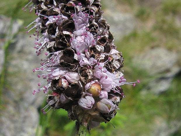 sneť rdesnová Ustilago marginalis (Link) Lév.