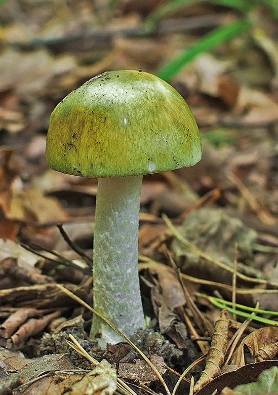 muchotrávka zelená Amanita phalloides (Vaill. ex Fr.) Link