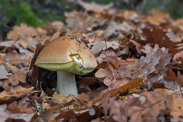 hríb smrekový Boletus edulis Bull.