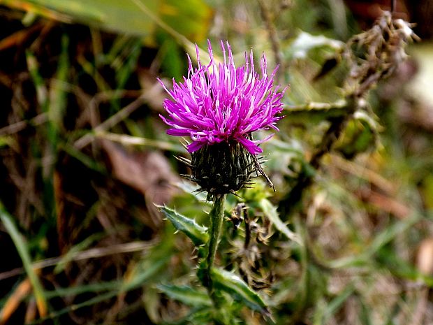 bodliak Carduus sp.