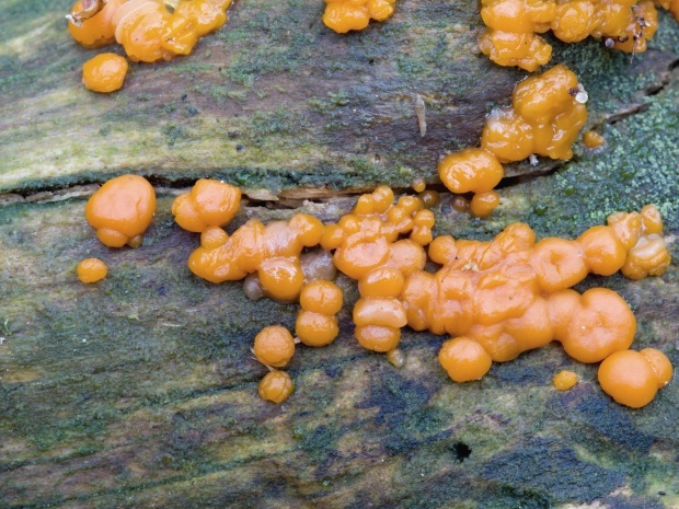 slzovec Dacrymyces sp.