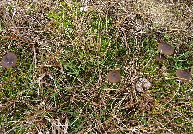 hodvábnica hodvábna Entoloma sericeum? Quél.