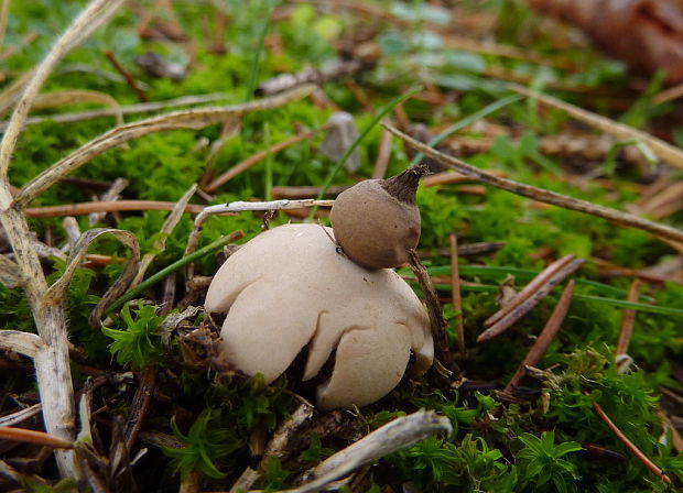 hviezdovka Schmidelova Geastrum schmidelii Vittad.