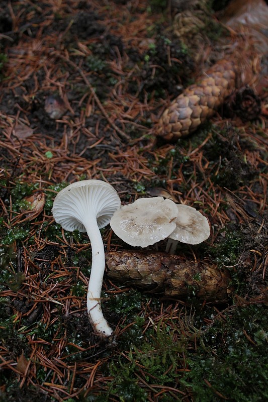 šťavnačka bodkovaná Hygrophorus pustulatus (Pers.) Fr.