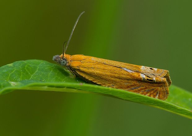 plodokaz ľubovníkový Lathronympha strigana