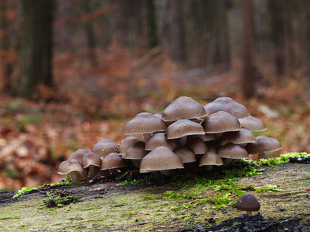 prilbička hnedosivá Mycena tintinnabulum (Paulet) Quél.