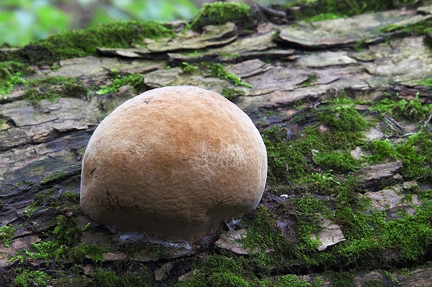 ohňovec obyčajný Phellinus igniarius (L.) Quél.