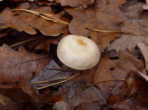 šupinovka hlinovookrová Pholiota lenta (Pers.) Singer