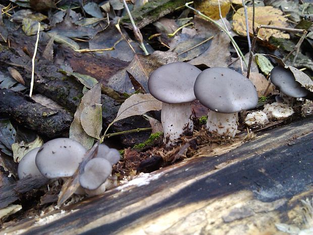 hliva ustricovitá Pleurotus ostreatus (Jacq.) P. Kumm.