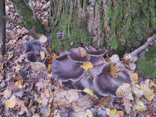 hliva ustricovitá Pleurotus ostreatus (Jacq.) P. Kumm.