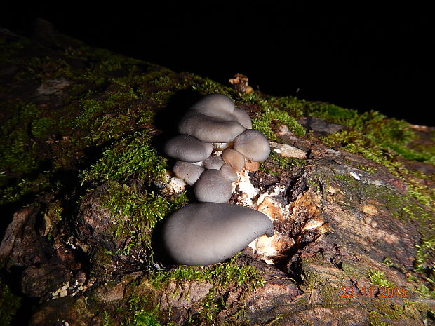 hliva ustricovitá Pleurotus ostreatus (Jacq.) P. Kumm.