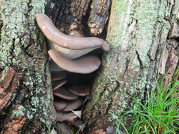 hliva ustricovitá Pleurotus ostreatus (Jacq.) P. Kumm.