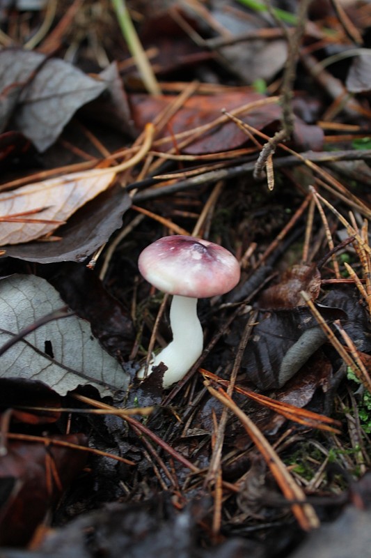 plávka krehká Russula fragilis Fr.