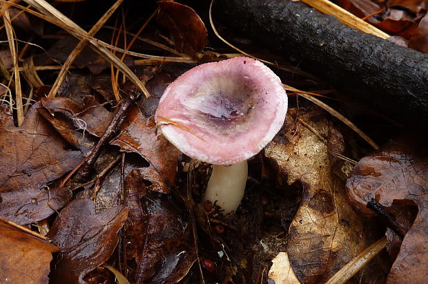 plávka krehká Russula fragilis Fr.