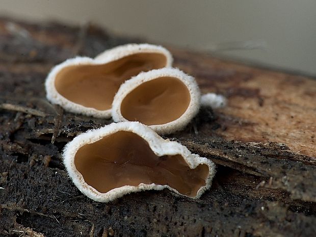 škľabka plstnatá Schizophyllum amplum (Lév.) Nakasone