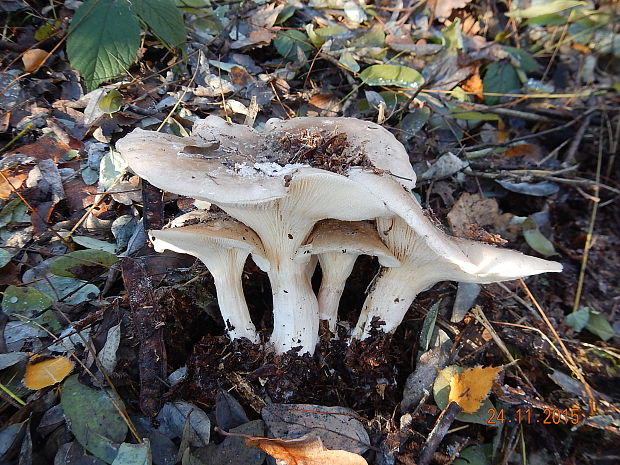 strmuľka inovaťová Clitocybe nebularis (Batsch) P. Kumm.