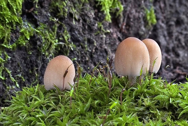 hnojník Coprinus sp.