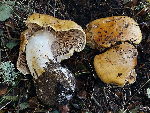 pavučinovec vrtidlovitý Cortinarius arquatus (Alb. & Schwein.) Fr.