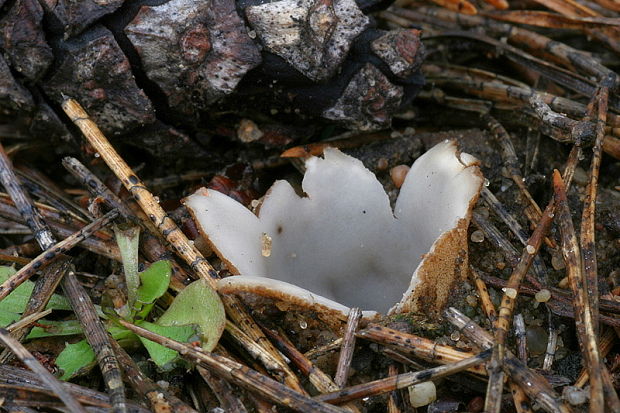 hrobnička Geopora sp.