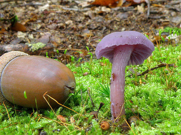 lakovka ametystová Laccaria amethystina (Huds.) Cooke