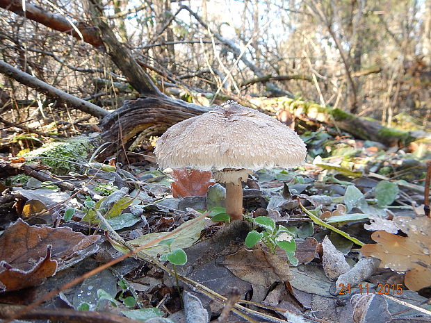 bedľa hustošupinatá Leucoagaricus nympharum (Kalchbr.) Bon