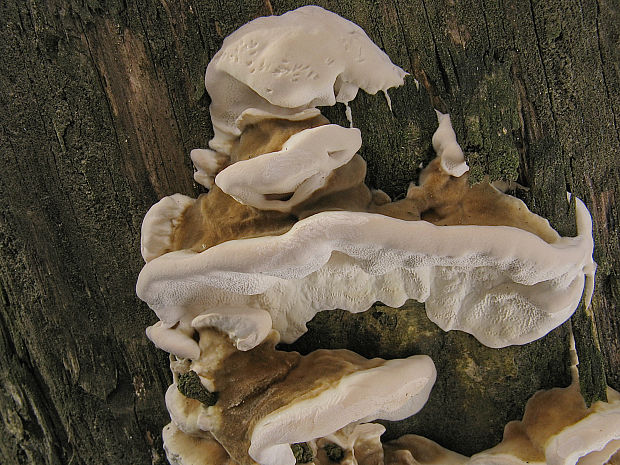 trúdnikovec pásikavý Trametes ochracea (Pers.) Gilb. & Ryvarden