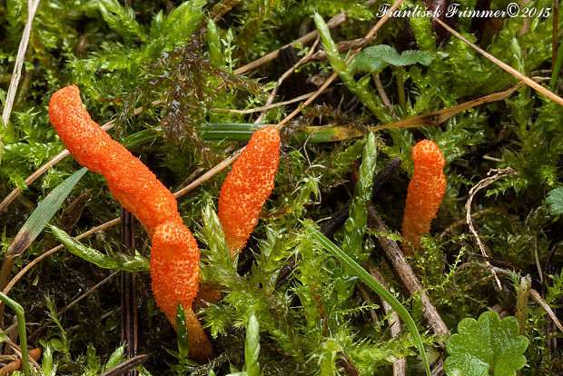 žezlovka hmyzová Cordyceps militaris (Fr.) Link