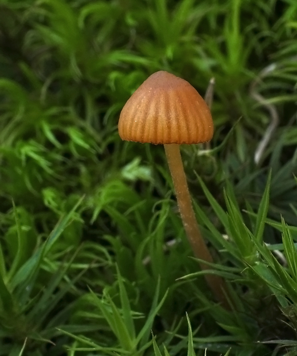 kapucňovka Galerina sp.