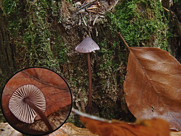 prilbička fialovookrajová Mycena purpureofusca (Peck) Sacc.