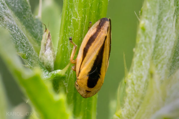 peniarka obyčajná Philaenus spumarius var. trilineatus