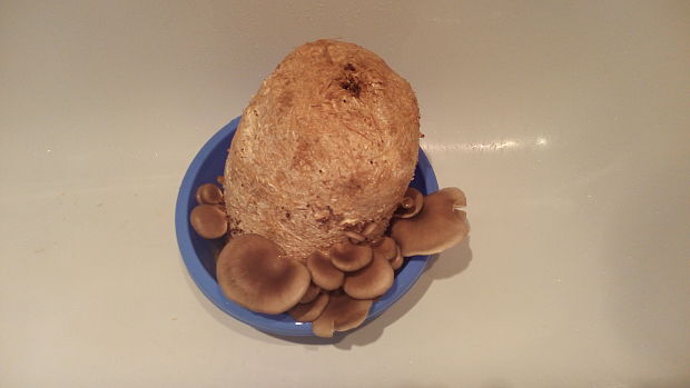 hliva ustricovitá Pleurotus ostreatus (Jacq.) P. Kumm.