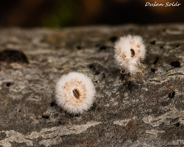 škľabka plstnatá Schizophyllum amplum (Lév.) Nakasone