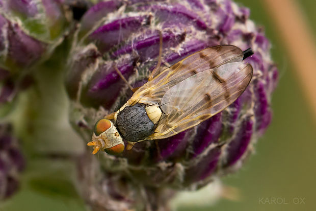 vrtivka Urophora affinis (cf.)