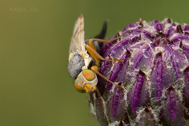 vrtivka Urophora affinis (cf.)