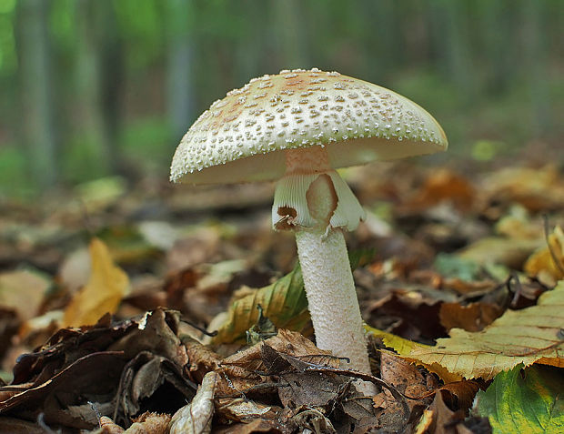 muchotrávka červenkastá Amanita rubescens Pers.