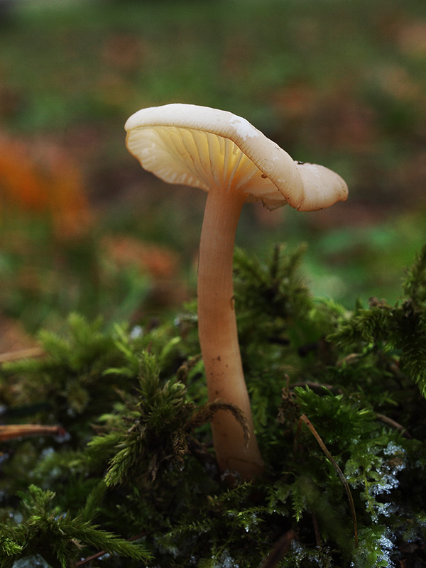 strmuľka voňavá Clitocybe fragrans (With.) P. Kumm.